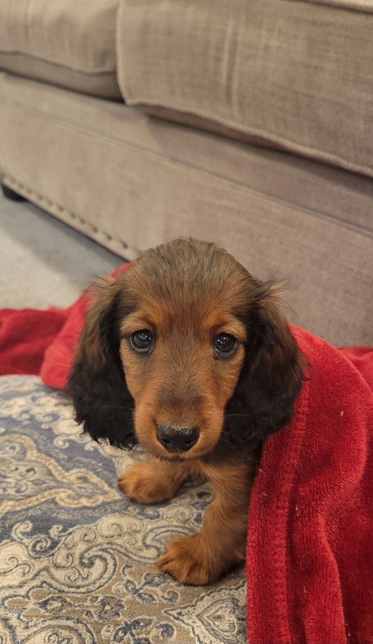 Justin · Theodore